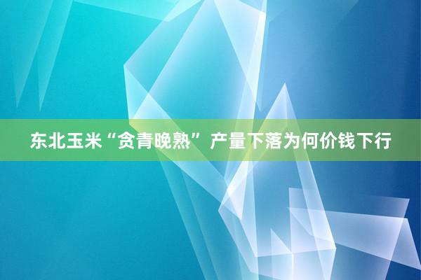 东北玉米“贪青晚熟” 产量下落为何价钱下行